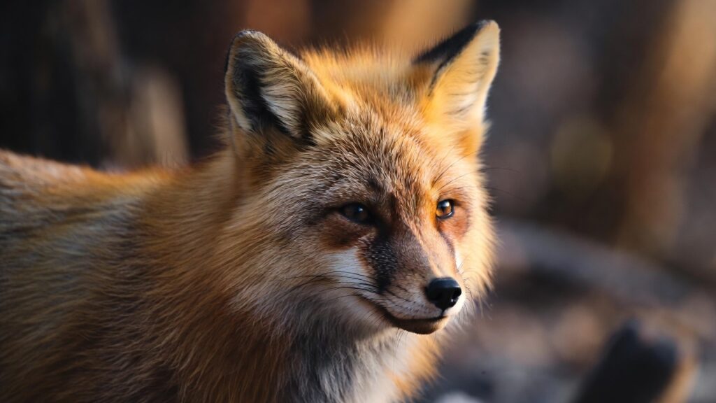 Animal portrait generated using Grok prompts