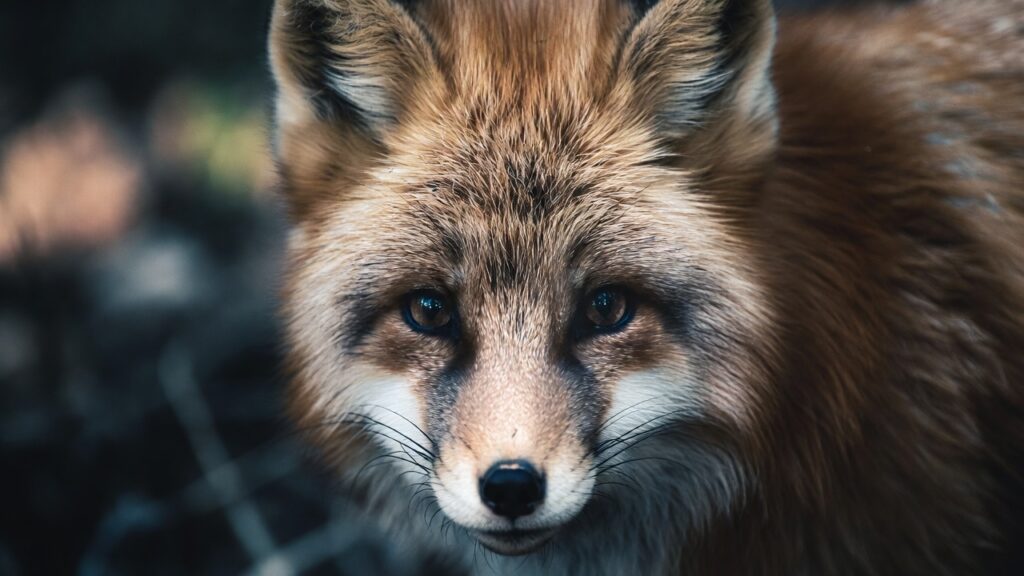 Animal portrait generated using Grok prompts